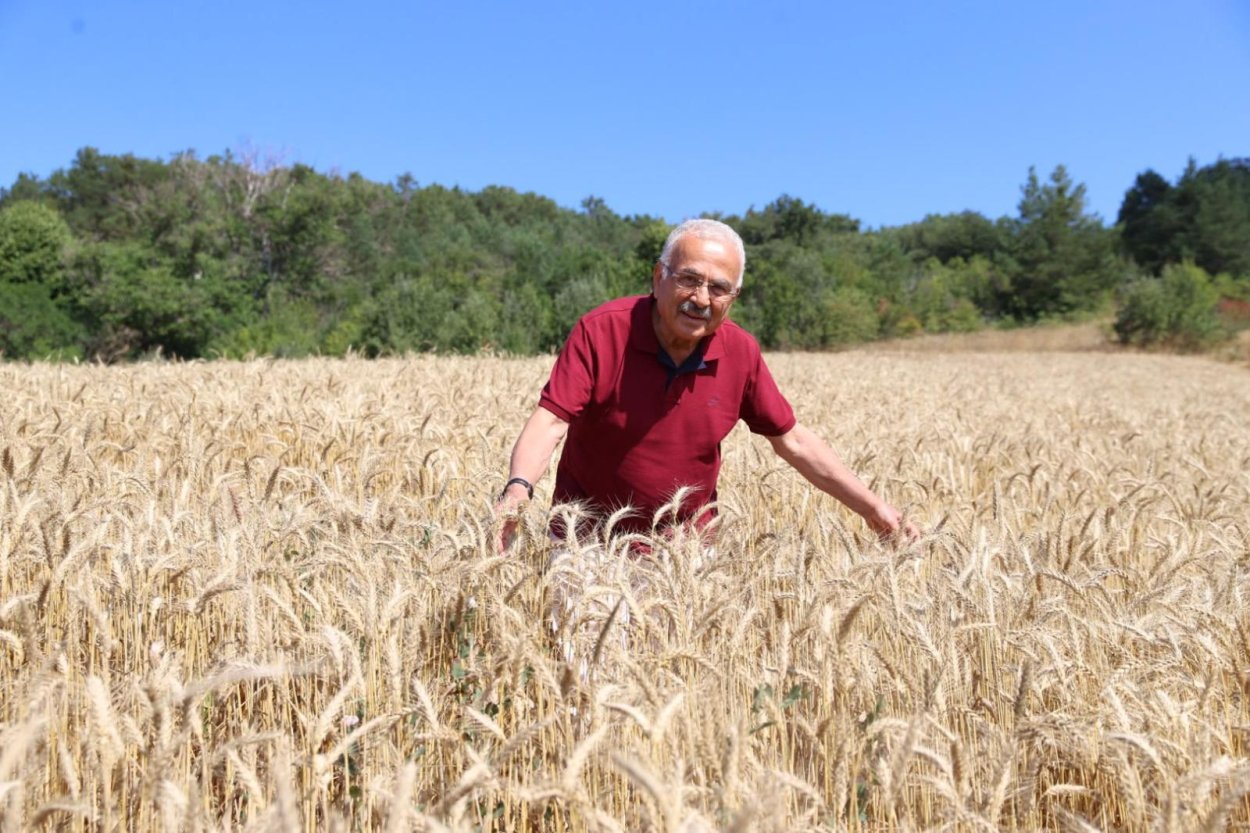 ORDU’DA BİÇERDÖVERLİ BUĞDAY HASADI