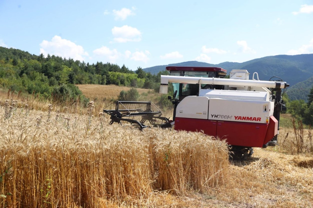 ORDU’DA BİÇERDÖVERLİ BUĞDAY HASADI