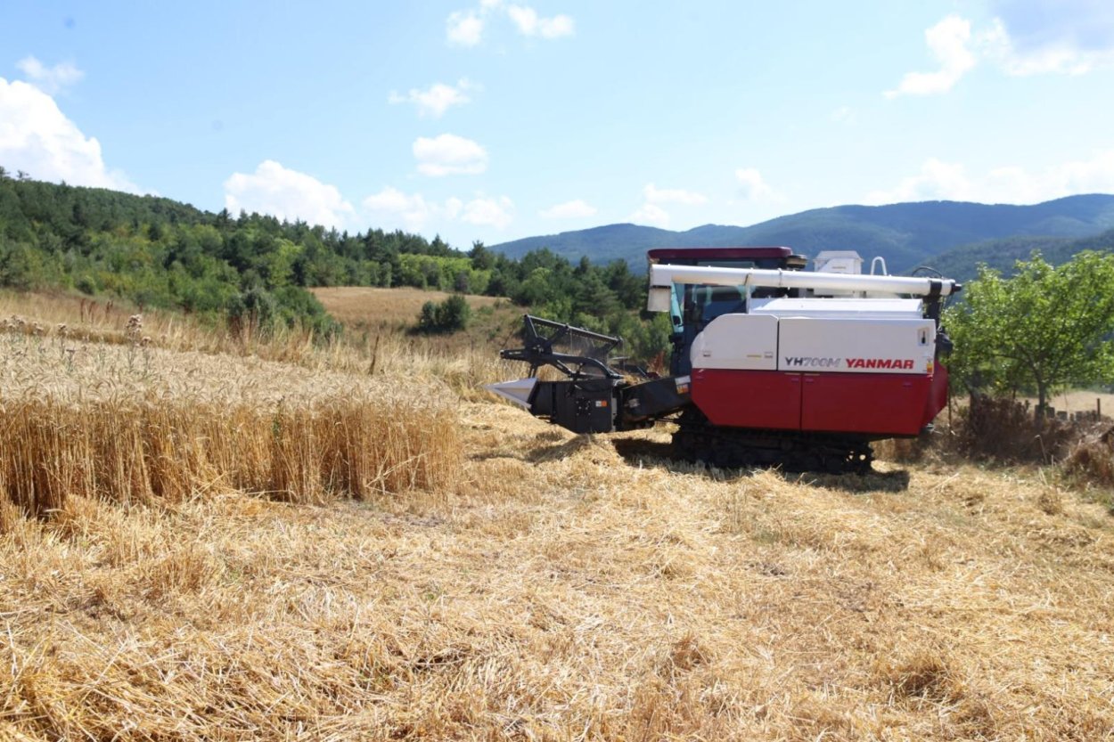 ORDU’DA BİÇERDÖVERLİ BUĞDAY HASADI
