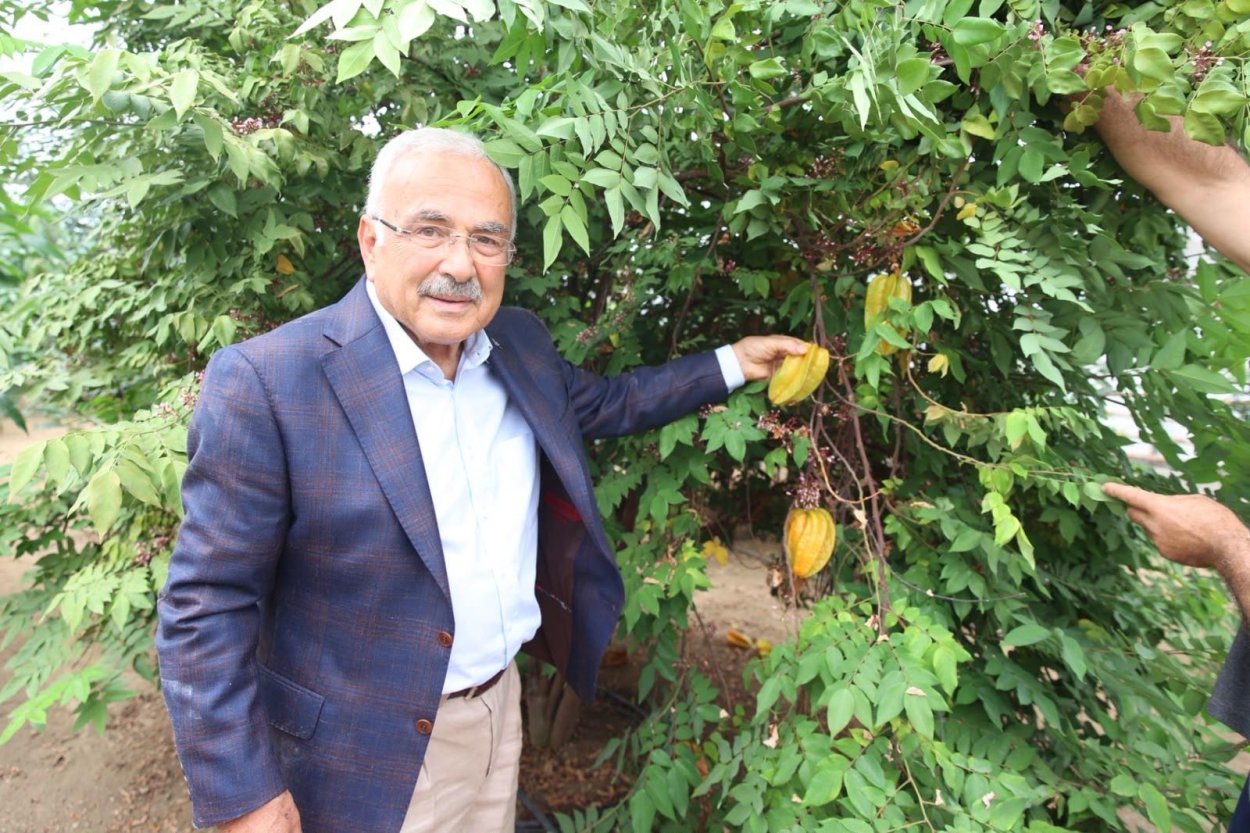 TROPİKAL MEYVELER KARADENİZ’İ SEVDİ