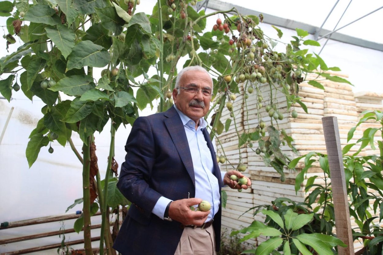 TROPİKAL MEYVELER KARADENİZ’İ SEVDİ